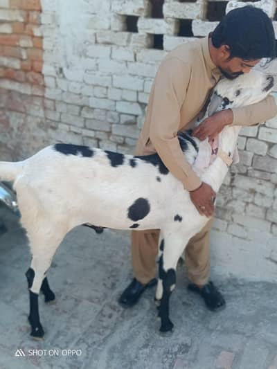 goat  for sell