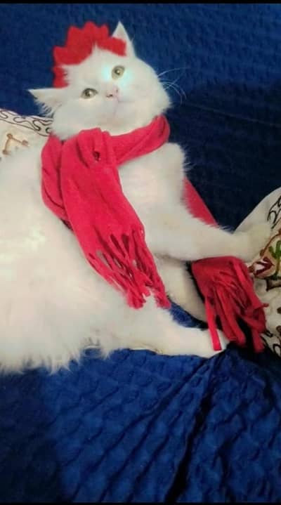 Persian cat