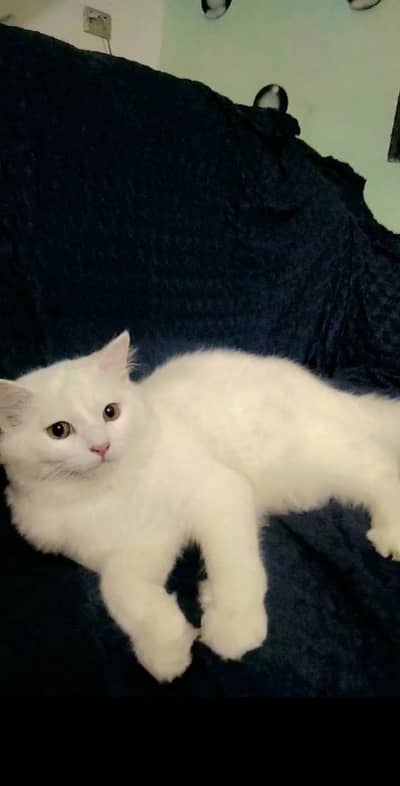 Persian cat