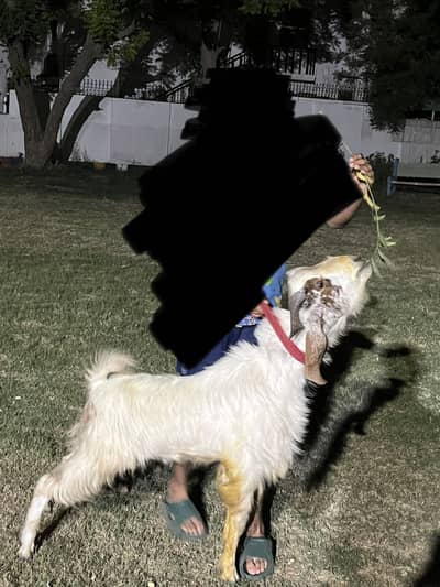 andu goat for sale for qurbani