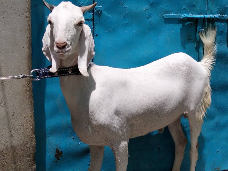 2 Danth Khassi Bakra 0