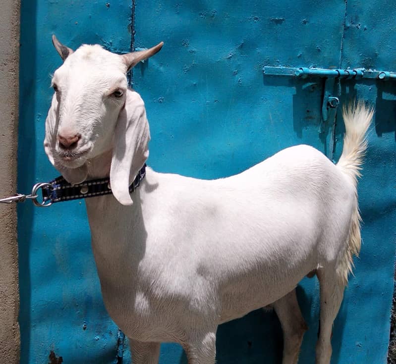 2 Danth Khassi Bakra 1