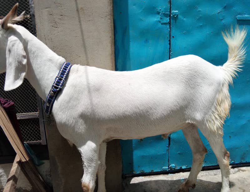 2 Danth Khassi Bakra 2