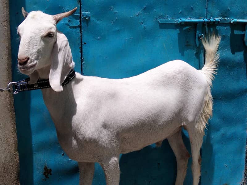 2 Danth Khassi Bakra 3