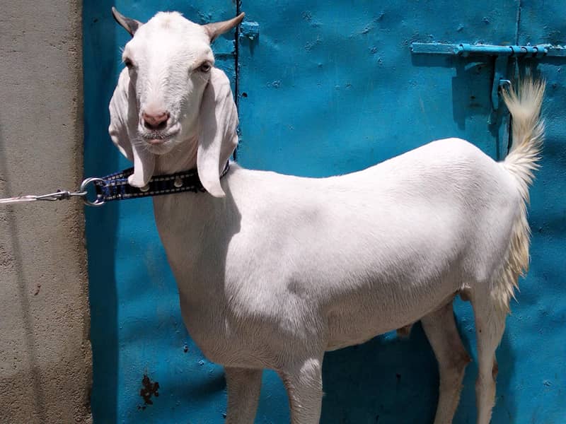 2 Danth Khassi Bakra 4