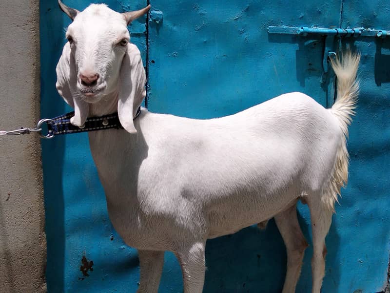 2 Danth Khassi Bakra 5
