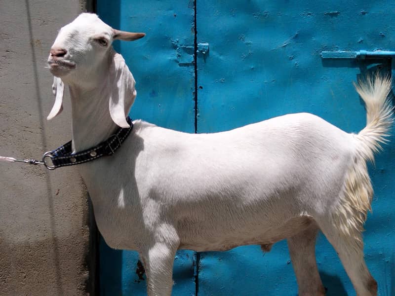 2 Danth Khassi Bakra 9