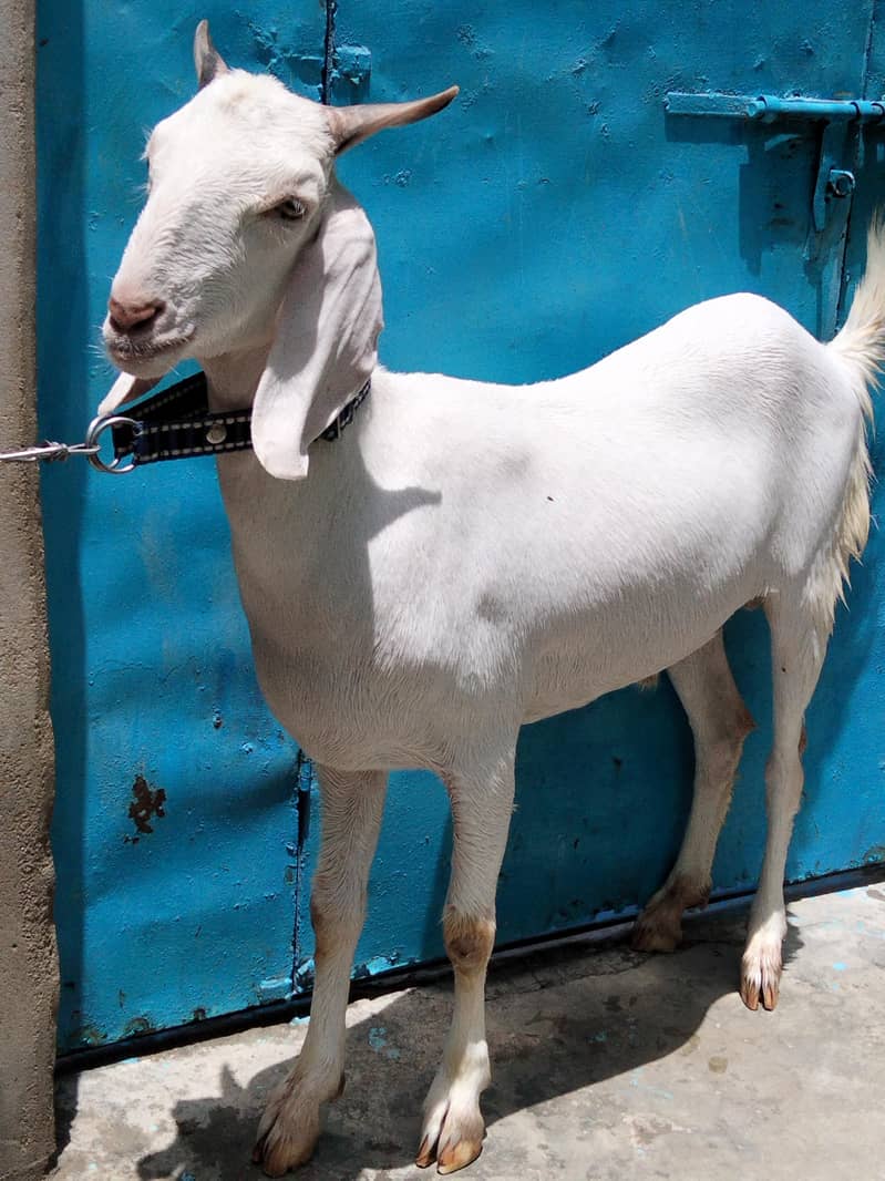 2 Danth Khassi Bakra 10
