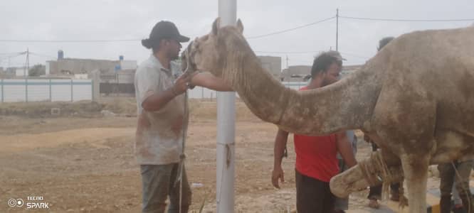 qasai Camel,cow, Bakra,katta