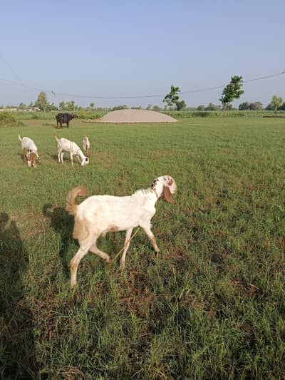 qurbani bakra