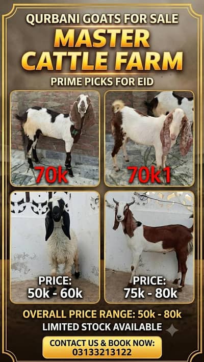 /Dumba 50k k/ Qurbani 2026/ Bakra 50k ka  final h