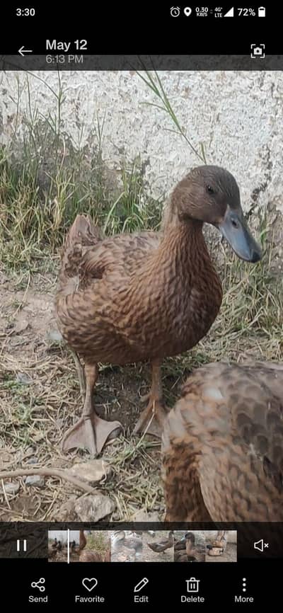 Khaki Cambel (Pure Bread)