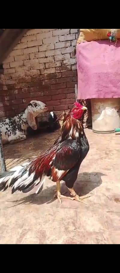 Aseel amroha bird forsale