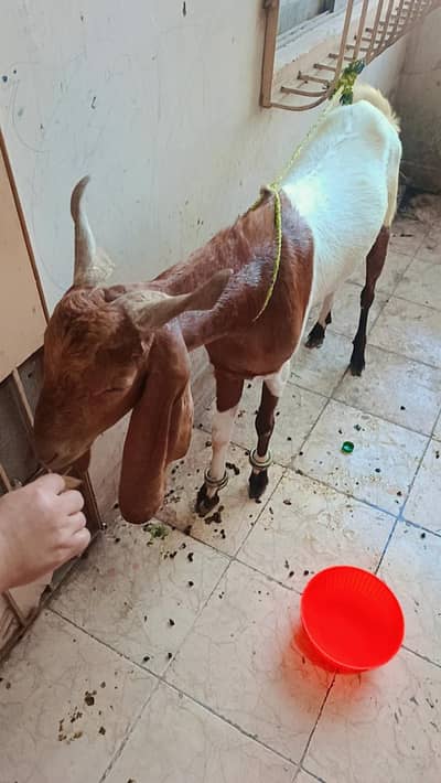 GOATS COLOR WITH WHITE AND BROWNI