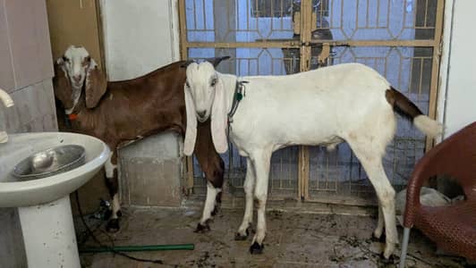 Bakry ki jori for sale 2 bakry h