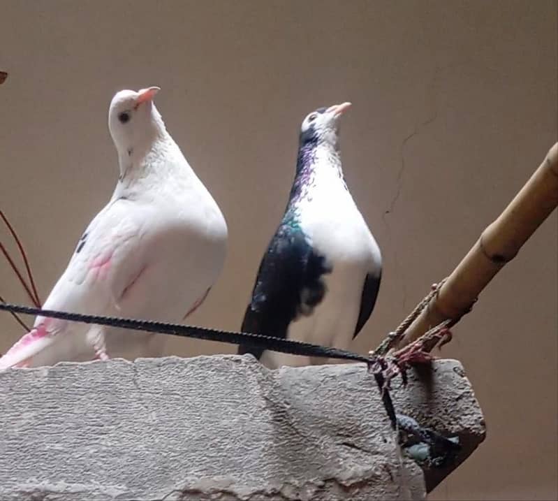Berdar pair 6