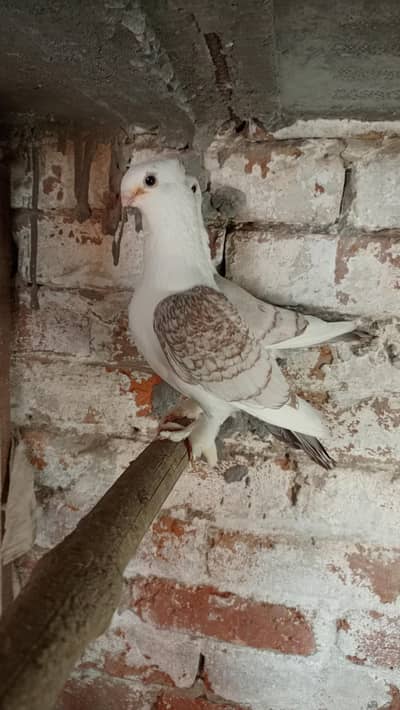 Sentient Pigeon Pair