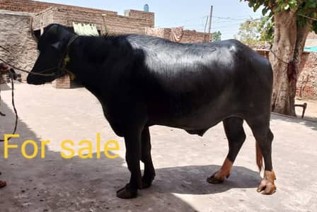 Qurbni katta for sale