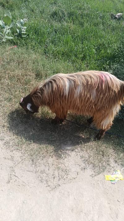 bakra for qurbani