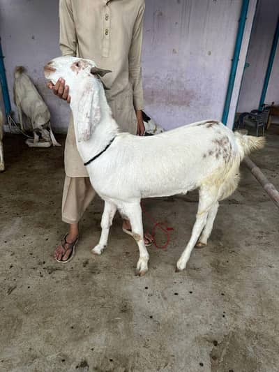 2 danth bakra khasi