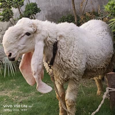Kajla chatra for qurbani 2026