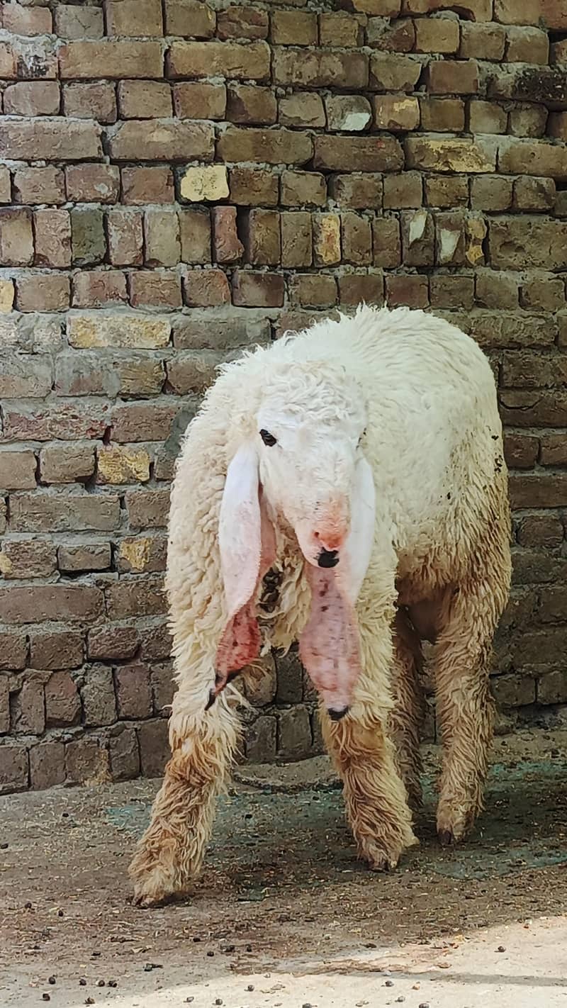 “قربانی کا خوبصورت صحت مند بکرا” 1
