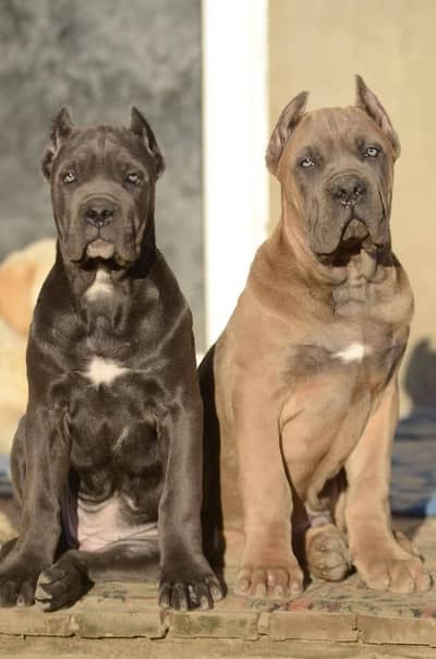 TOP QUALITY CANE CARSO PUPPY AVAILABLE FOR SALE