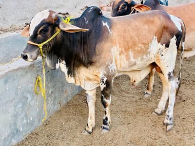 cholistani Bull| Bachra |Qurbani 2026 |wacha | 820 Per KG| 2 dant |