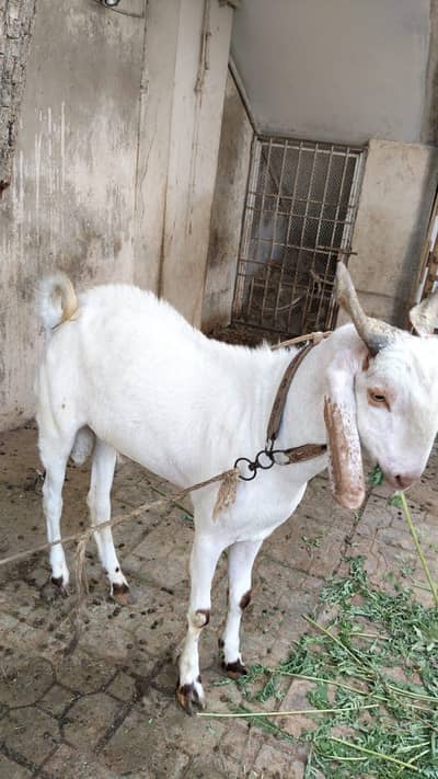 Goats for qurbani