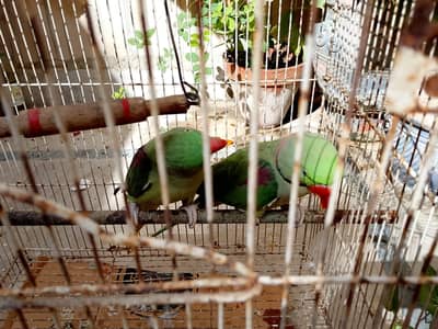 Raw Parrot Breeding Pair for Sale