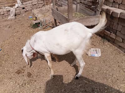 bakra lailpuri