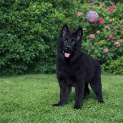 HIGH BLOODLINE BLACK GERMAN SHEHPERD PUPPY AVAILABLE FOR SALE