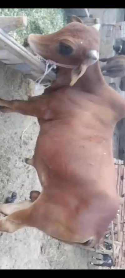 Qurbani k lye bail 2 daant , wazan 4 mn