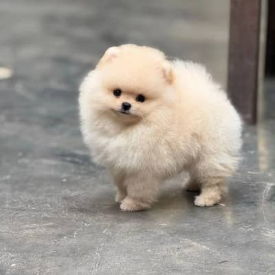 TOY POMERNIAN PUPPY VERY FLUFFY VERY ATTRACTIVE