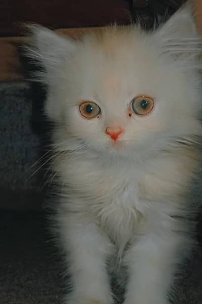 Persian Kitten