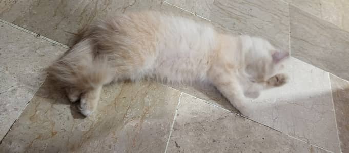 Cute Persian Kitten for Sale  03100375174