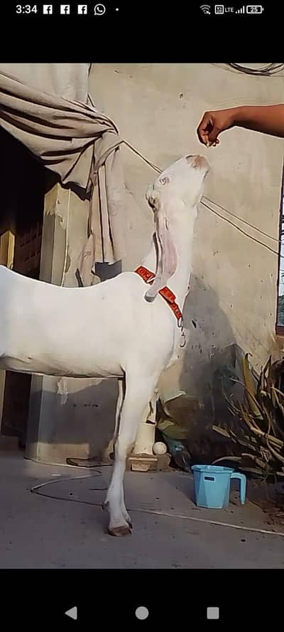 white color beautiful goat for sale