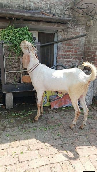Bakra or dumba