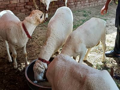 pure kajley or ek khasi bakra