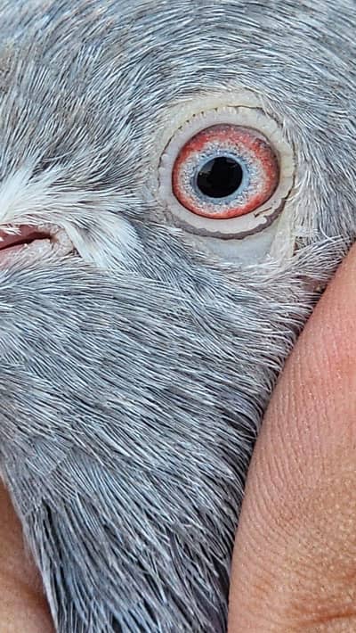 Pigeons for Sale