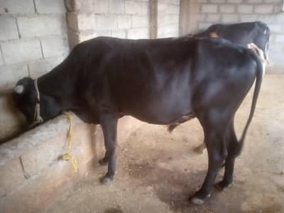 2 Bulls for Eid ul Azha