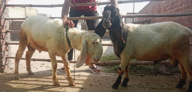 Healthy Desi Sheeps for sacrifice available