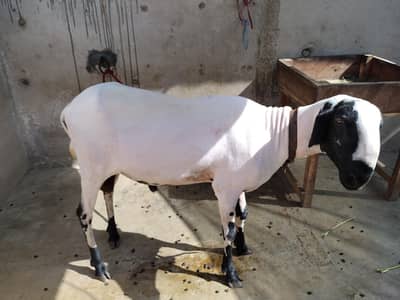 “Healthy Dumba for Sale Karachi”