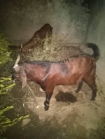 MashAllah strong aur active male goat available for sale.