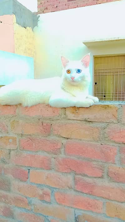 Bredar Odd Eyes Male