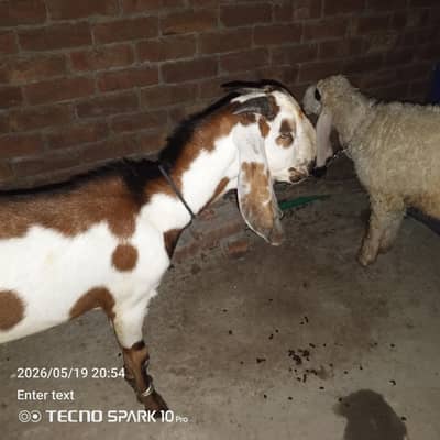 Ghar ka pala Bakra for Qurbani 2026