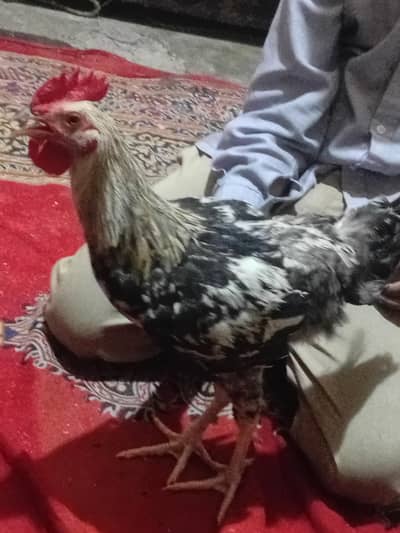 DESI HEN MALE GOOD QUALITY PS 1200