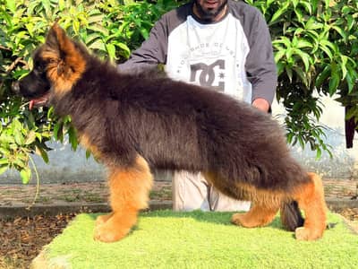CHAMPION LINE GERMAN SHEHPERD PUPPY AVAILABLE FOR SALE