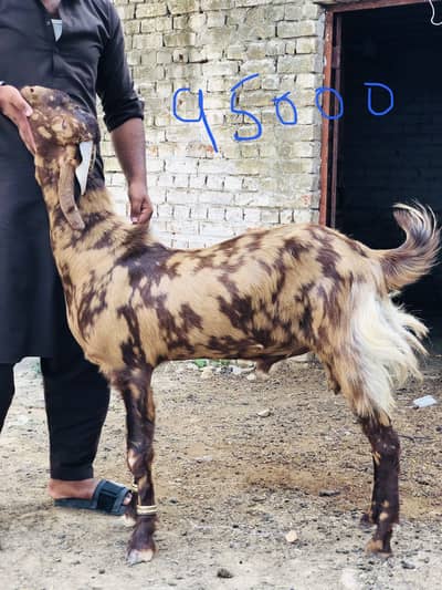Qurbani k bakray For sale