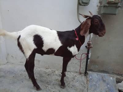 Bakra for sale 2 Dant